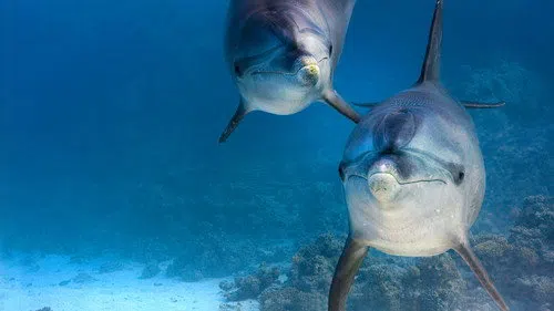 Dolphin Reef izle